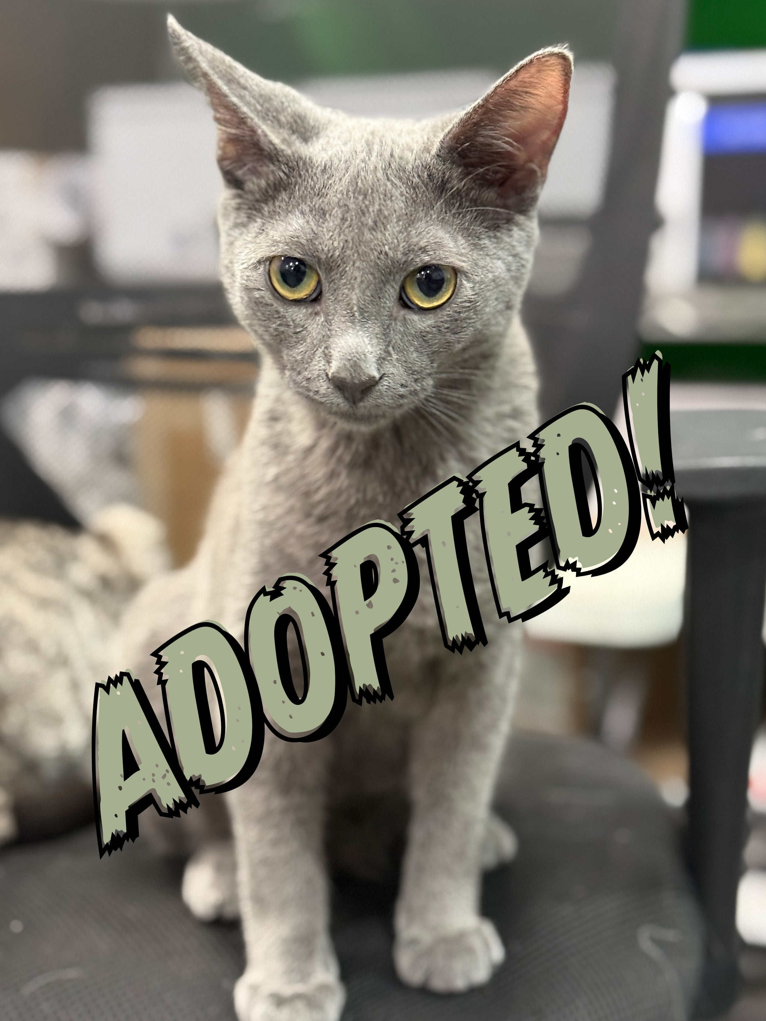 Gray cat with 'ADOPTED!' text in a blurred indoor setting