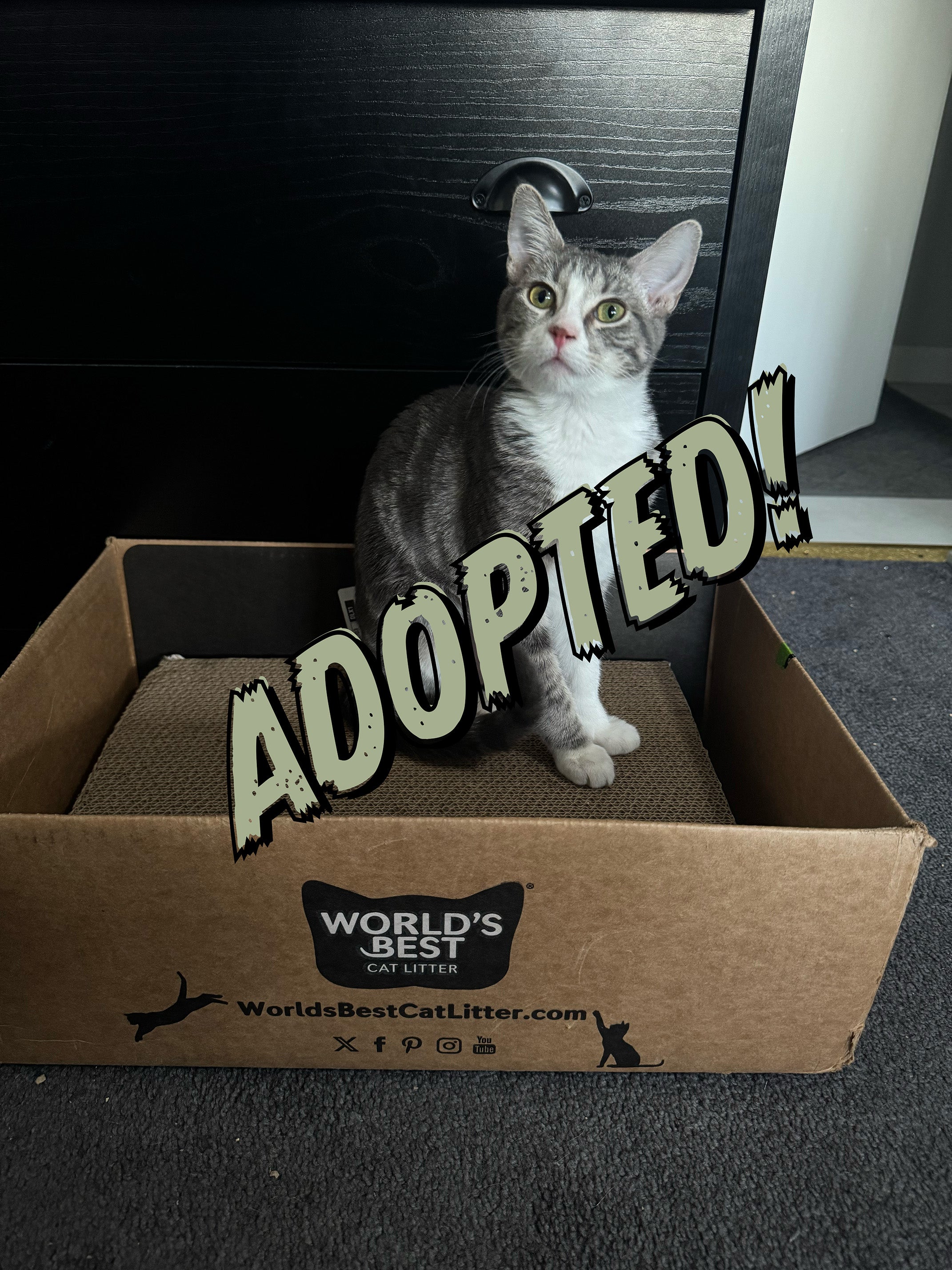 Cat sitting in a cardboard box with 'ADOPTED!' text and World's Best Cat Litter branding.