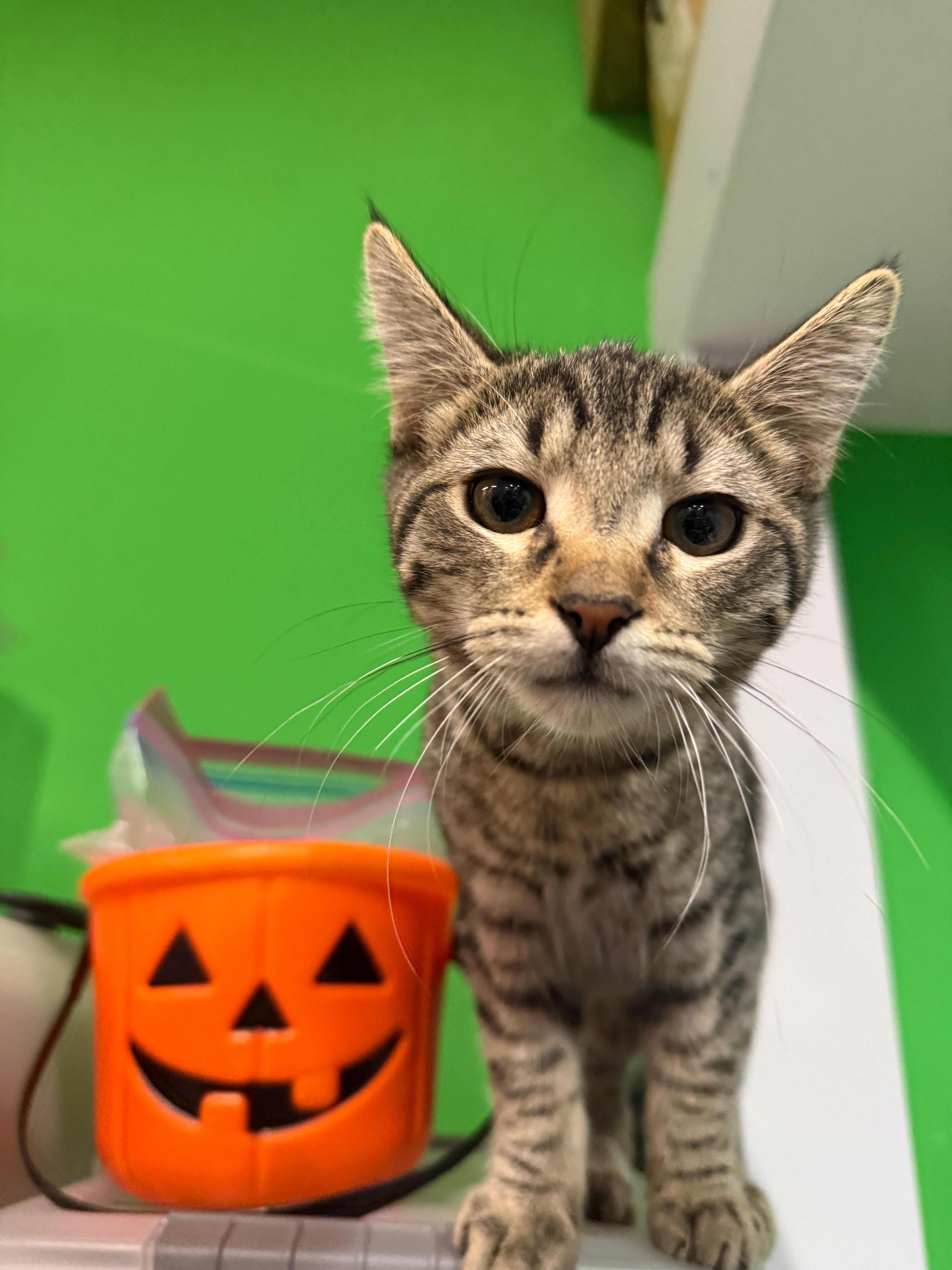 Tabby kitten looking up at a Halloween-themed toy with a green background