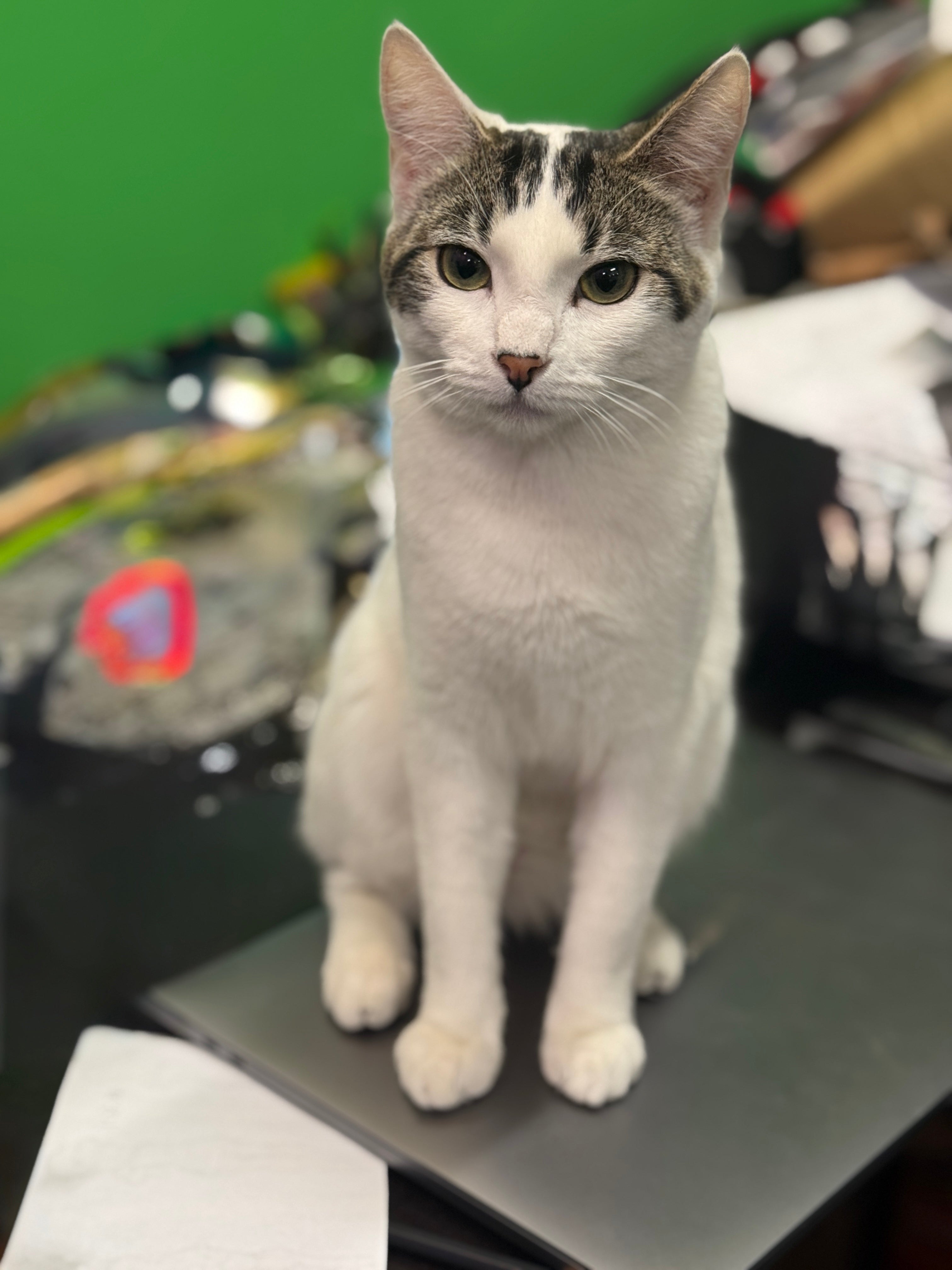 White with tabby face markings cat sitting on a black surface with a green background