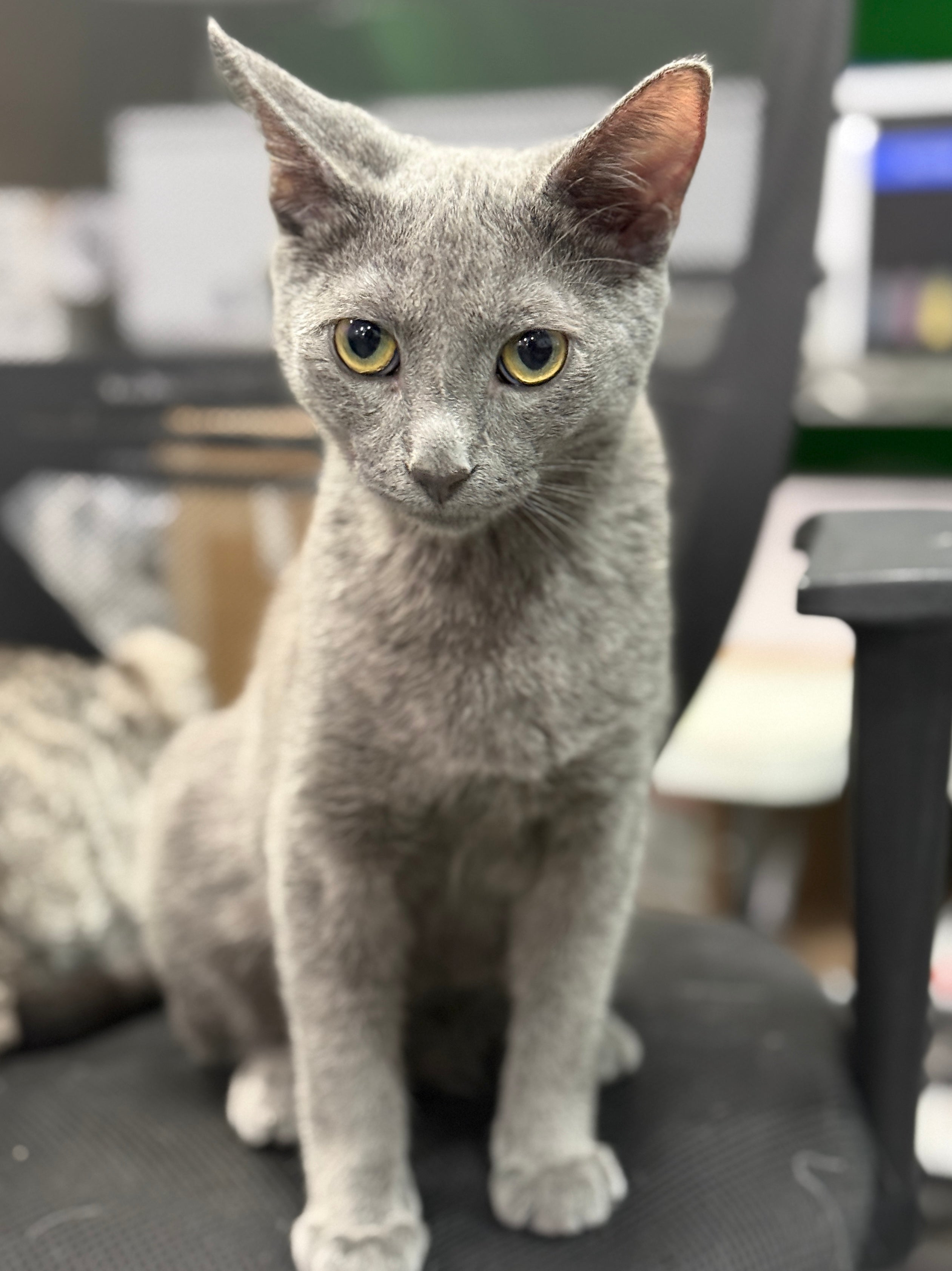 Gray cat with yellow eyes sitting on a surface with a blurred background