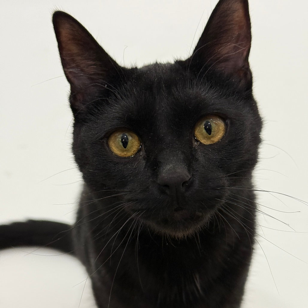 Three-legged black cat with yellow eyes on a white background