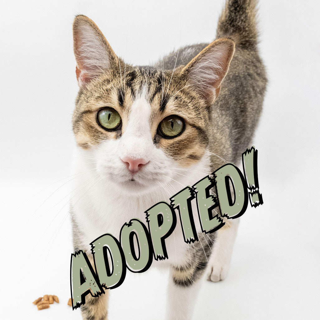 Tabby cat with 'ADOPTED!' text on a white background