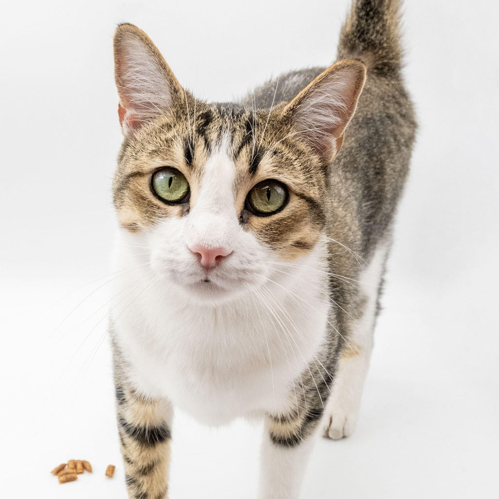 Tabby cat with green eyes on a white background