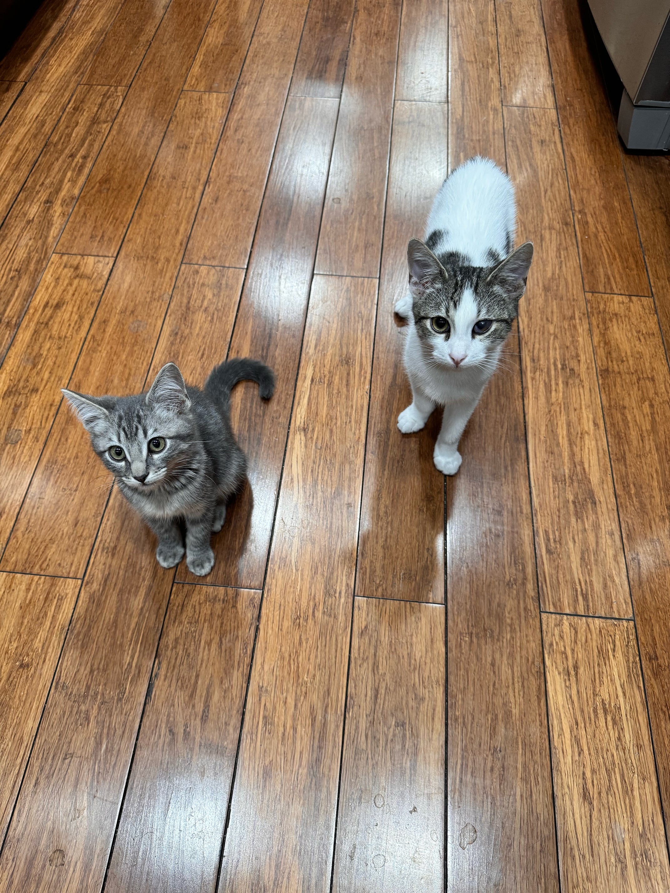 Two tabby kittens standing on a wood floor