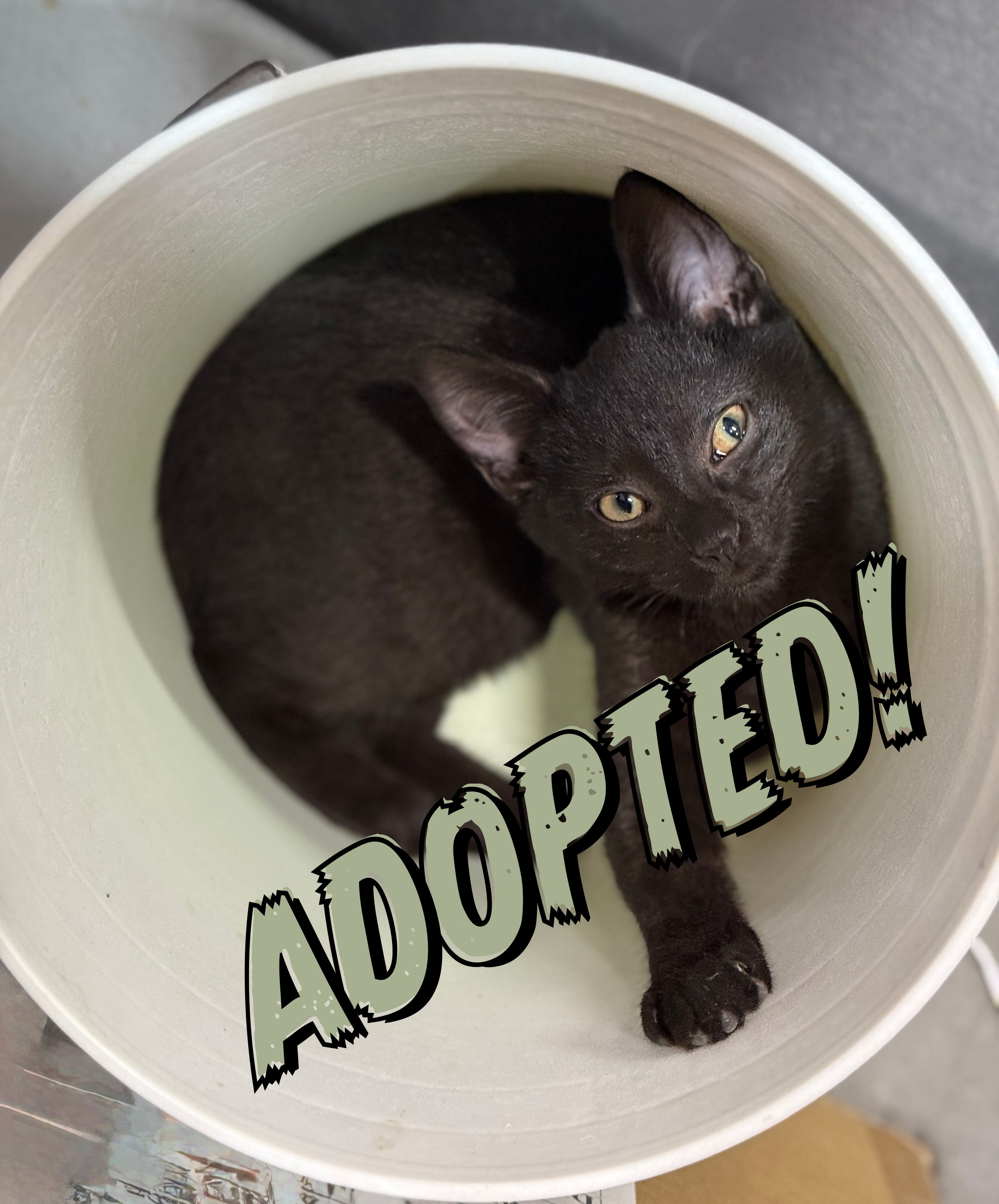 Black cat in a white bucket with 'ADOPTED!' text